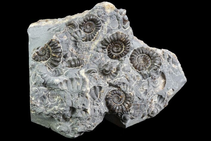 Ammonite (Promicroceras) Cluster - Somerset, England #86245